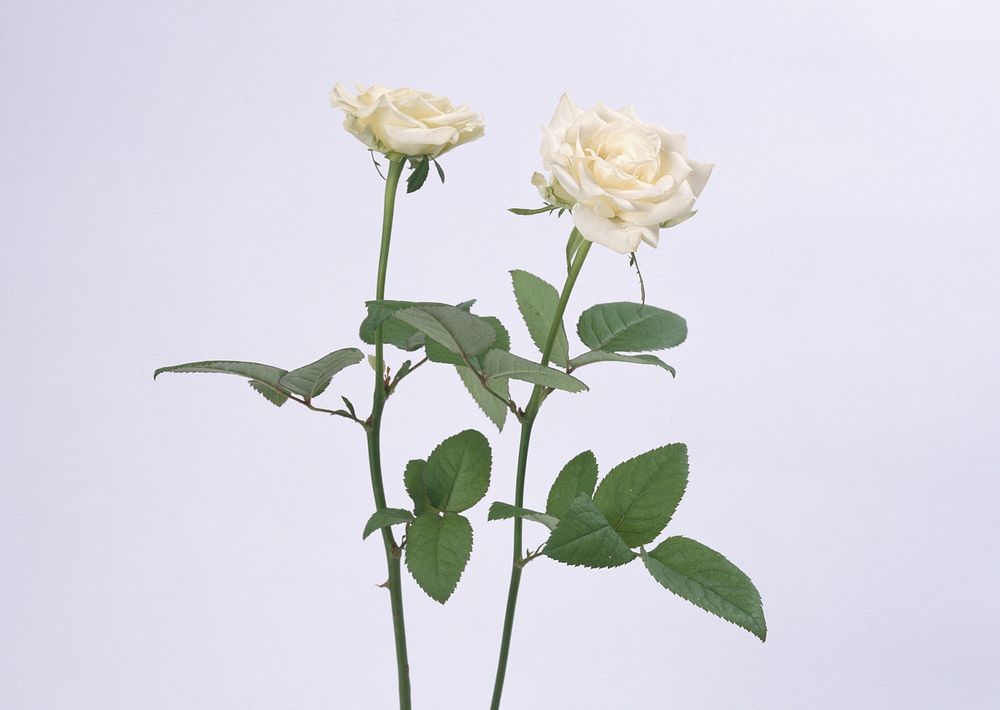 Two White Rose With Leaves