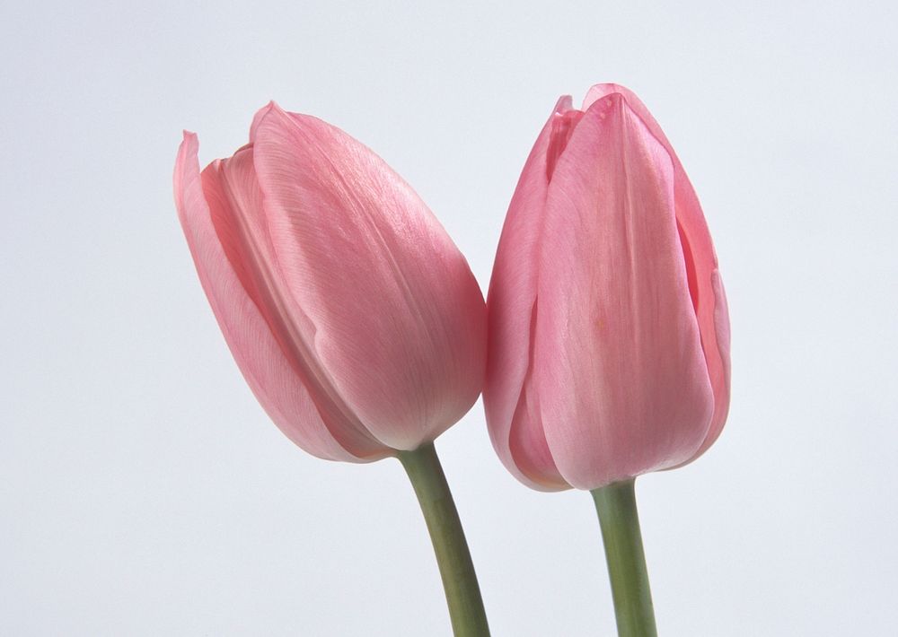 Two Spring Flowers. Tulips