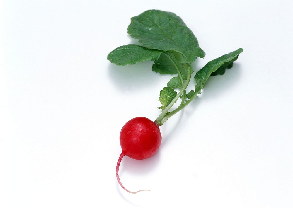 Small Garden Radish With Leaves