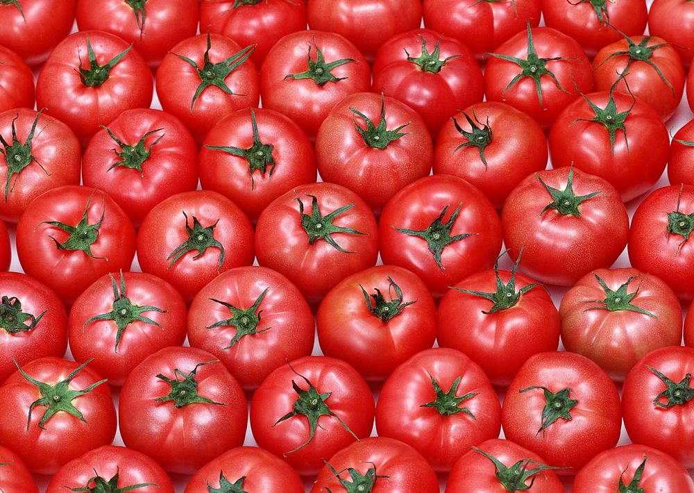 Group Of Tomatoes