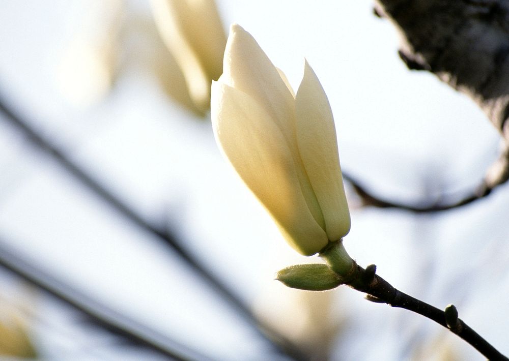 Magnolia Flowers In Spring