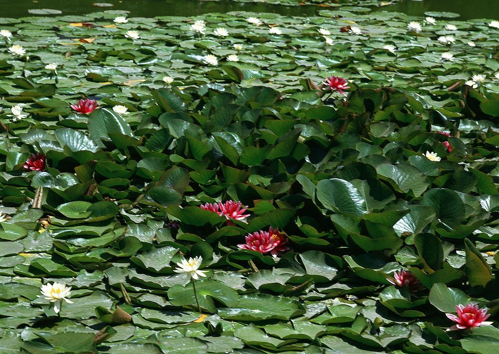 Lotus Flower And Lotus Flower Plants