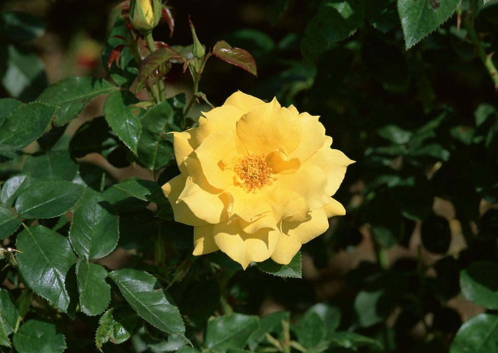 Yellow Rose Blooming In Garden