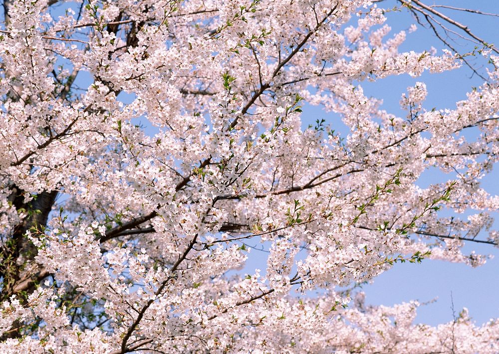 Cherry Blossom And Blue Sky Background