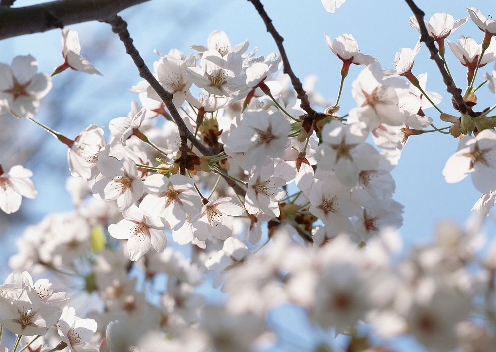 Sakura Spring Blossoms