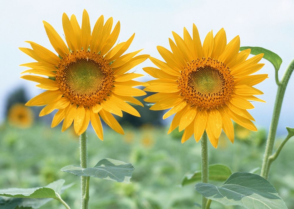 Free sunflower image, public domain flower CC0 photo.