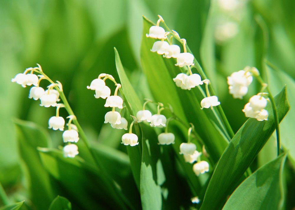 Twigs Of Lilly Of The Valley