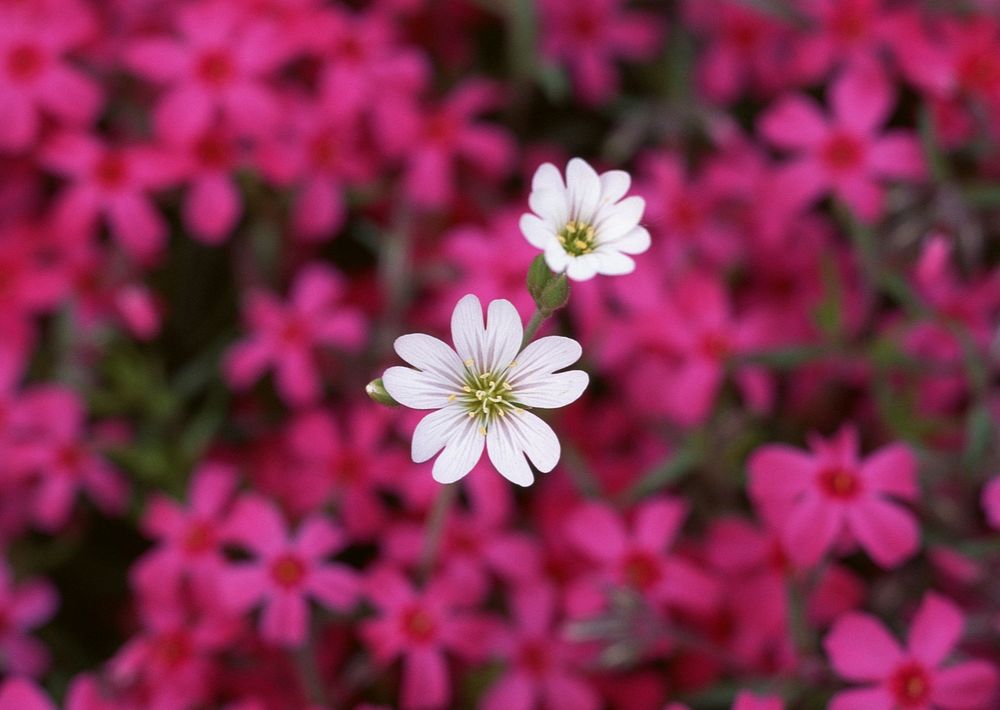 Small Pink Flowers And Two White Flower