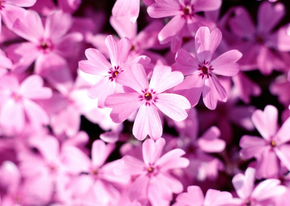 Small Pink Flowers