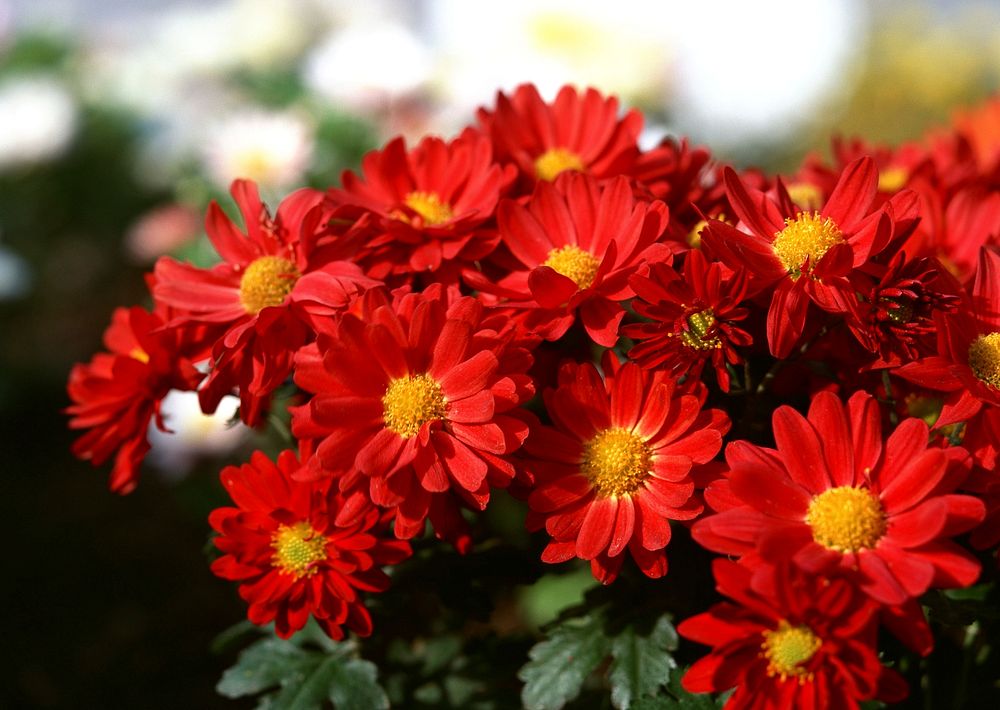 Red Daisy Flowers