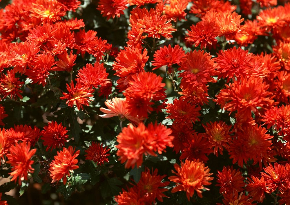 Red Daisy Flowers