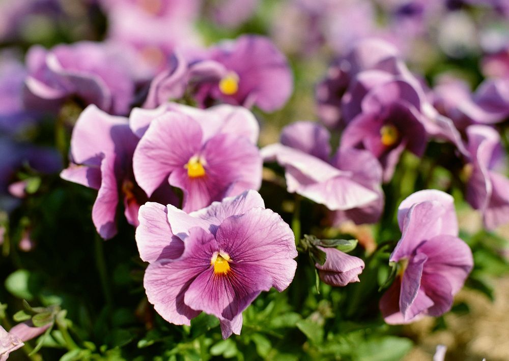 Pink Flower In Garden