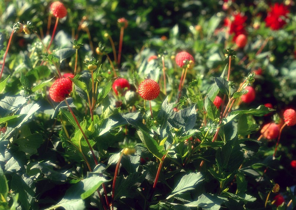 Red Flower In Garden