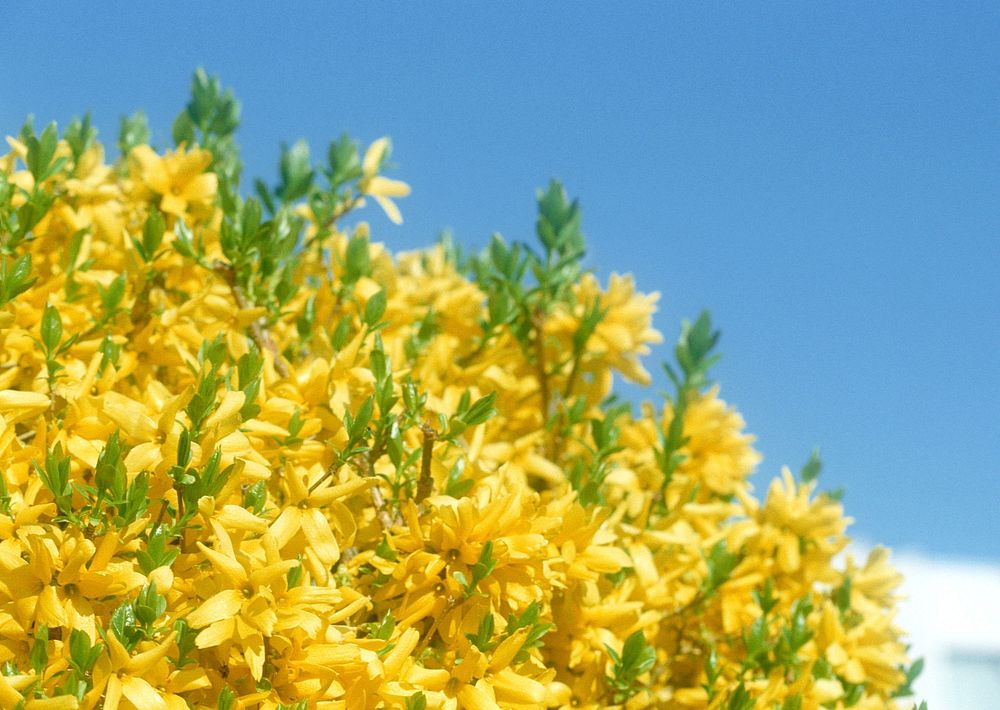 Blooming Forsythia. Symbol Of Spring And Easter