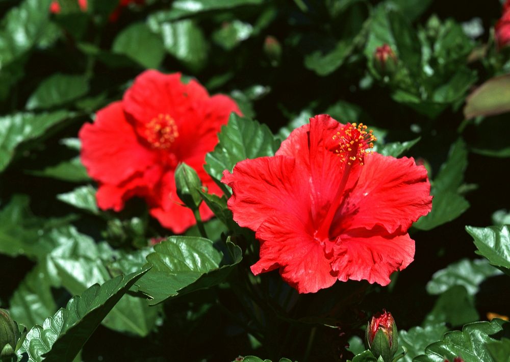 Two Red Flower