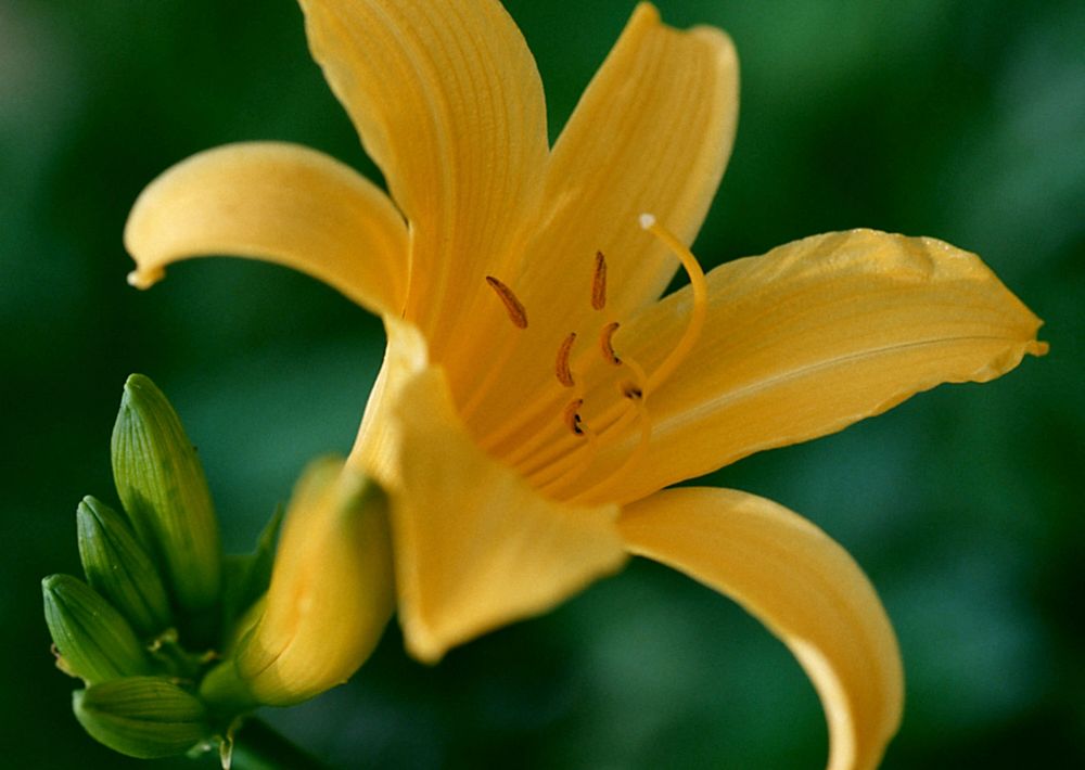 Yellow Lily Flower On Grden