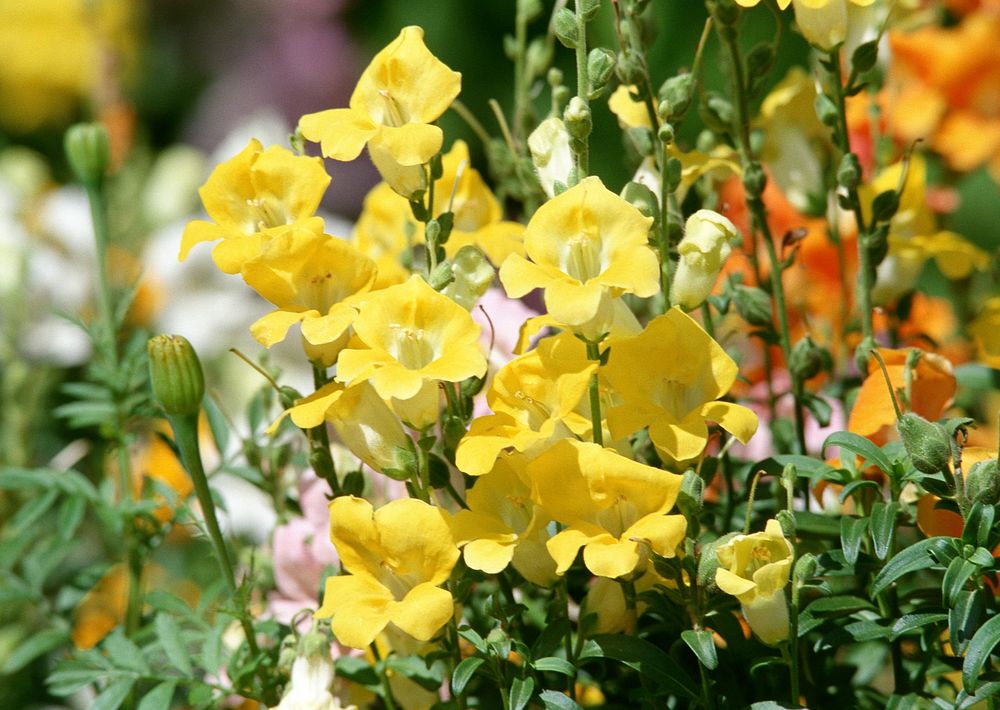 Meadow Yellow Flower On Garden