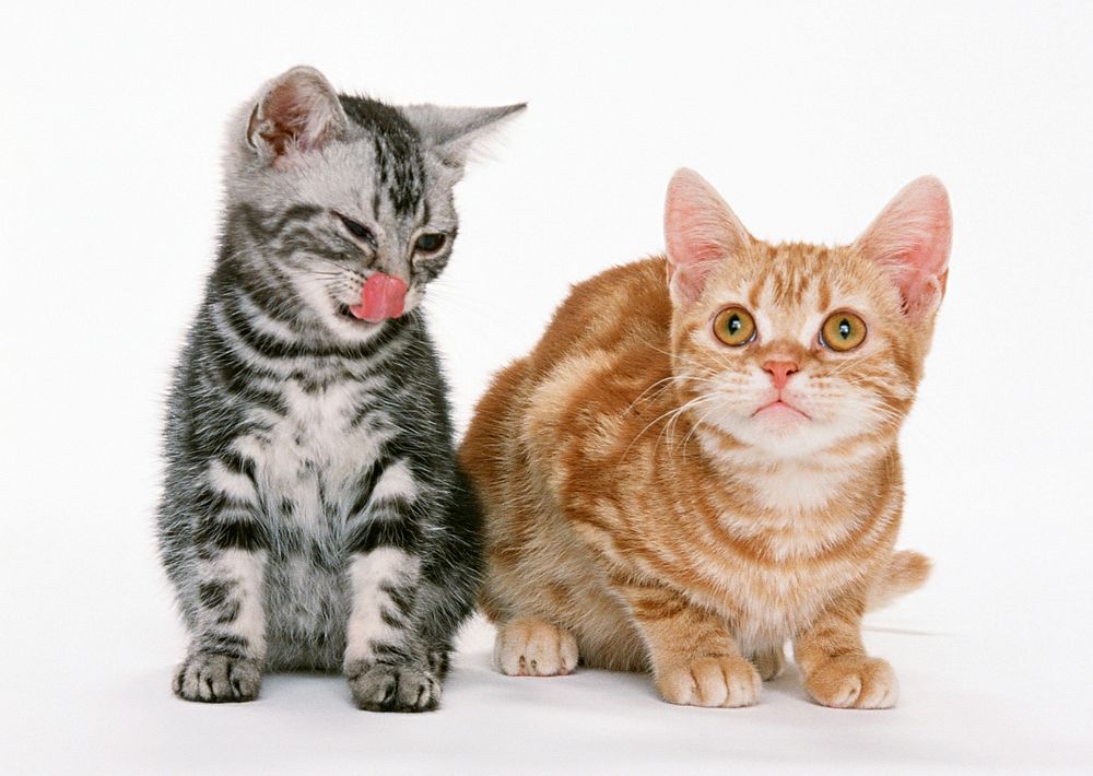 Free shorthair kittens image, public domain CC0 photo.