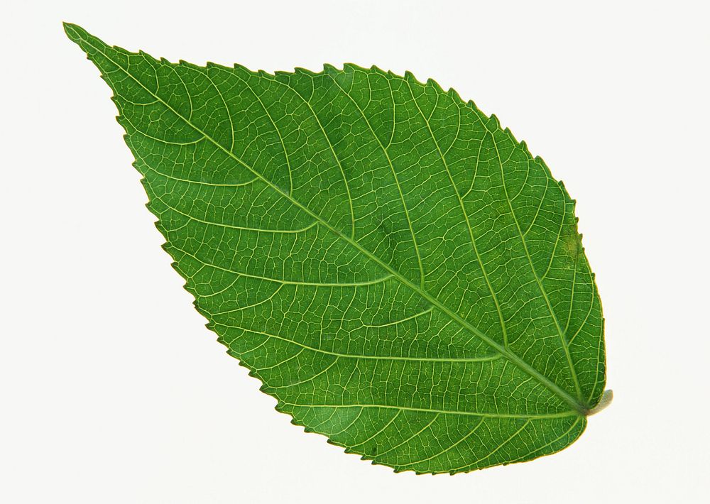 Free plum leaf image, public domain botany CC0 photo.