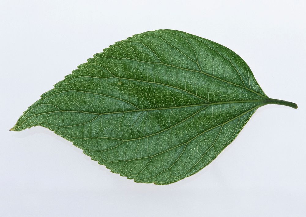 One Green Leaf Close Up On White Background