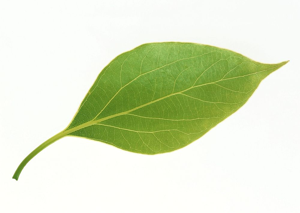 One Bright Green Leaf