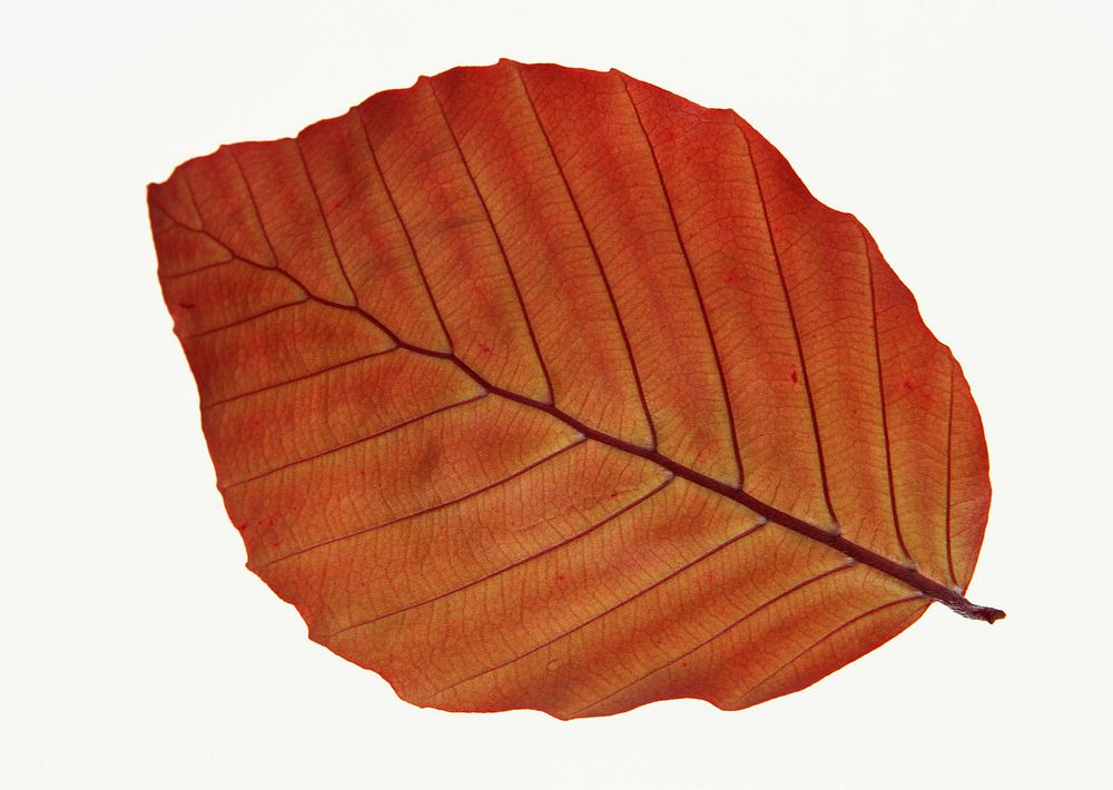 Free isolated autumn leaf image, public domain nature CC0 photo.