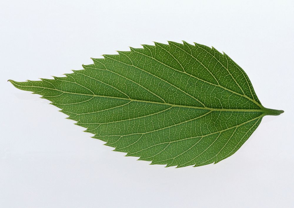 Free green leaf image, public domain plant CC0 photo.
