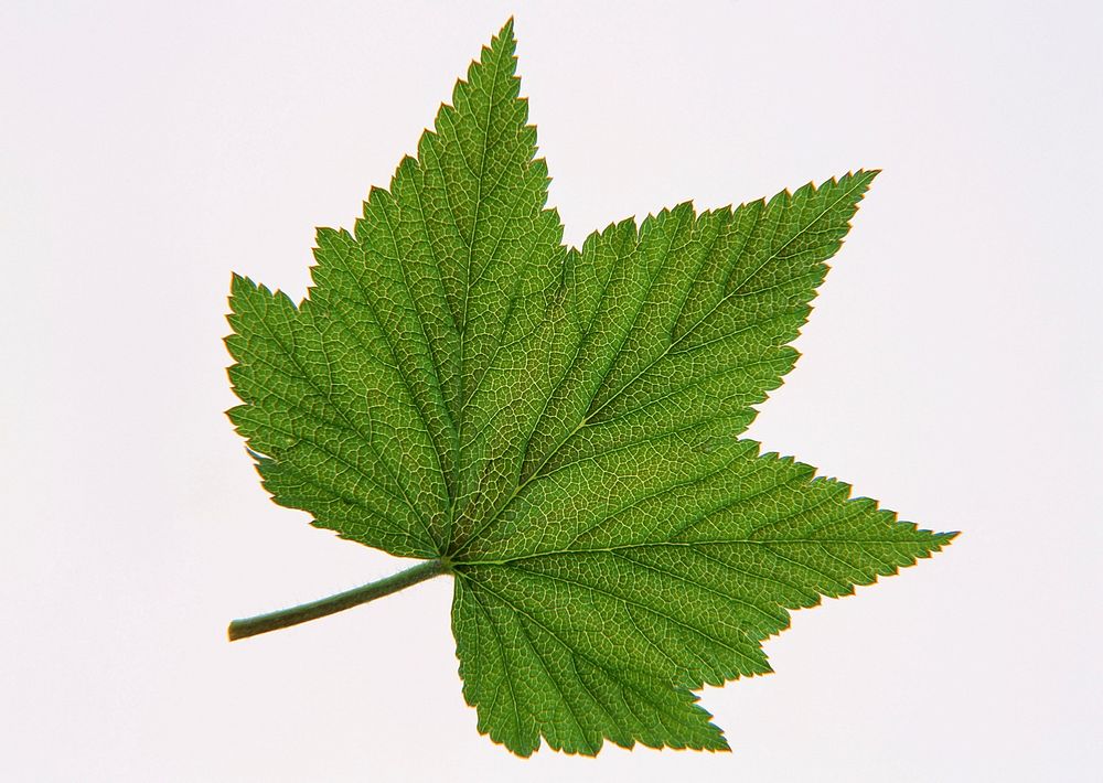 Brightly Green Maple Leaf Isolated