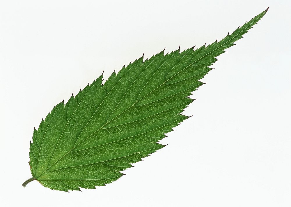 Close-Up Of Green Leaf