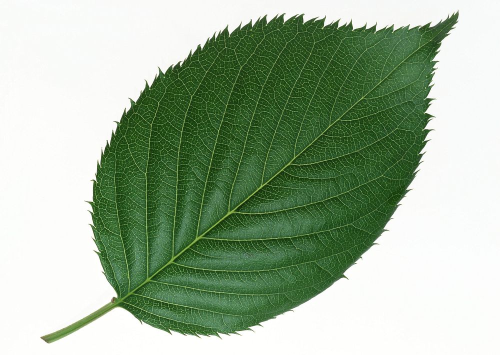 Free green leaf close up public domain CC0 photo.