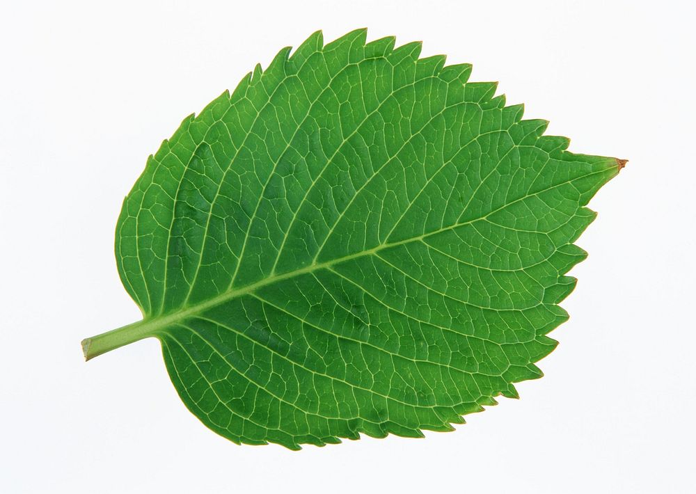 Green Of Perilla Leaf