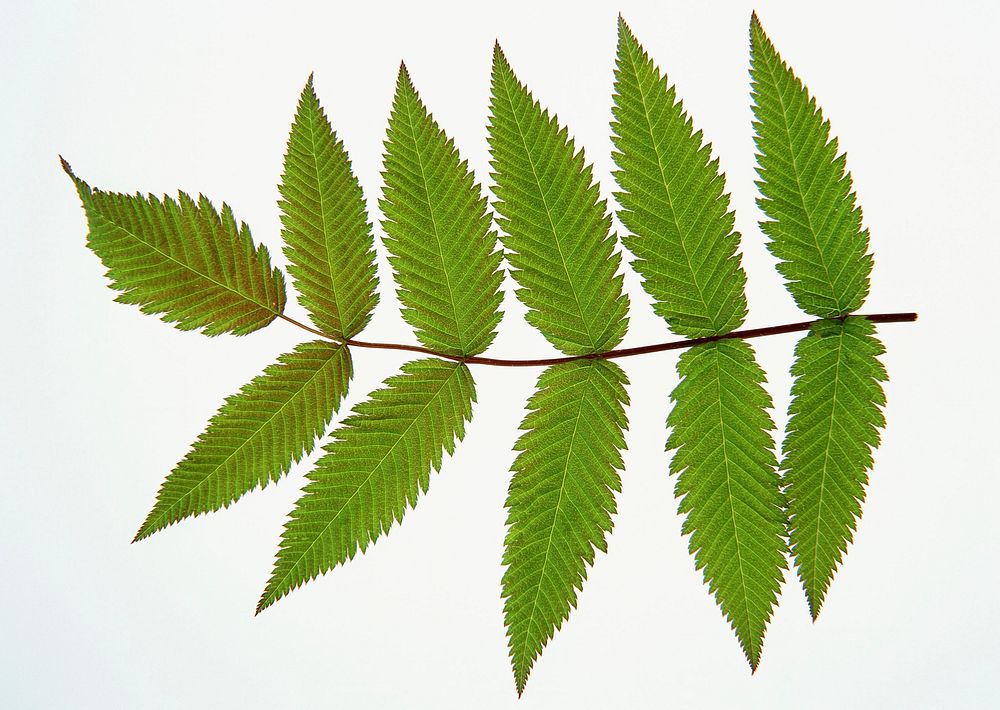 Free leaf on white background image, public domain plant CC0 photo.