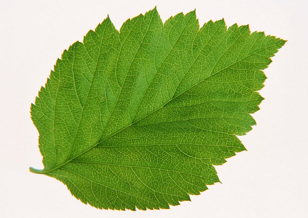 Free green hibiscus leaf image, public domain plant CC0 photo.