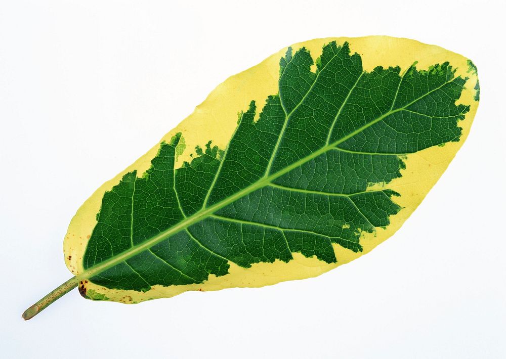 Free Croton Leaf image, public domain plant CC0 photo.