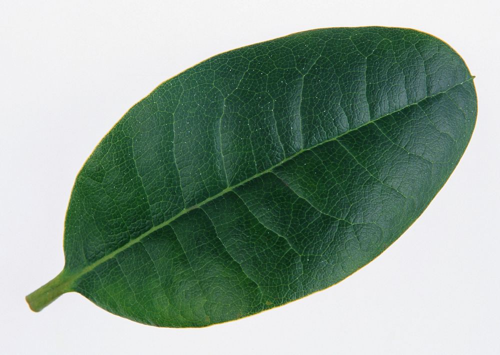 Free green Ficus leaf image, public domain plant CC0 photo.