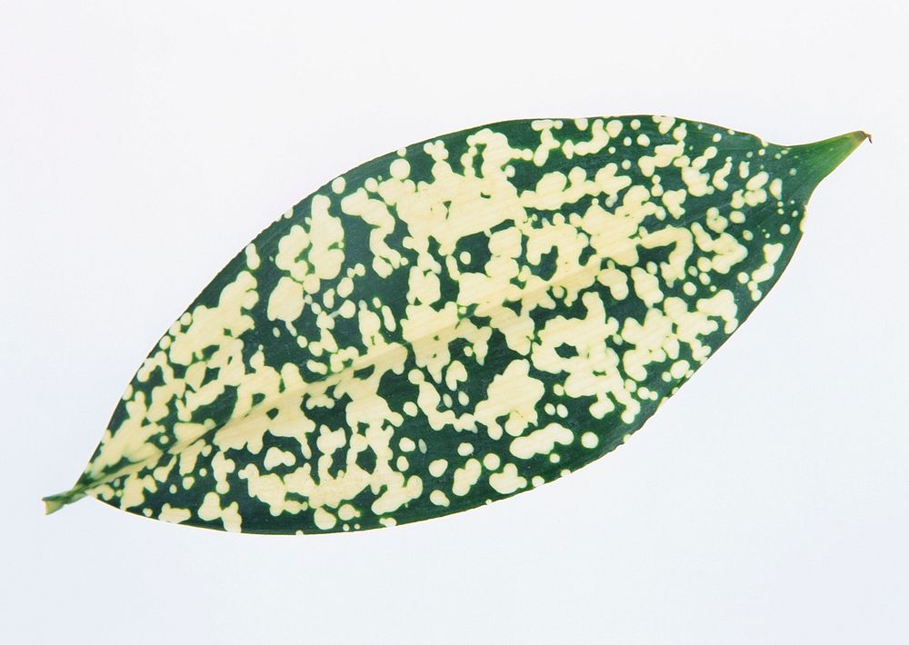 Green Leaves Of Dieffenbachia Over White Background