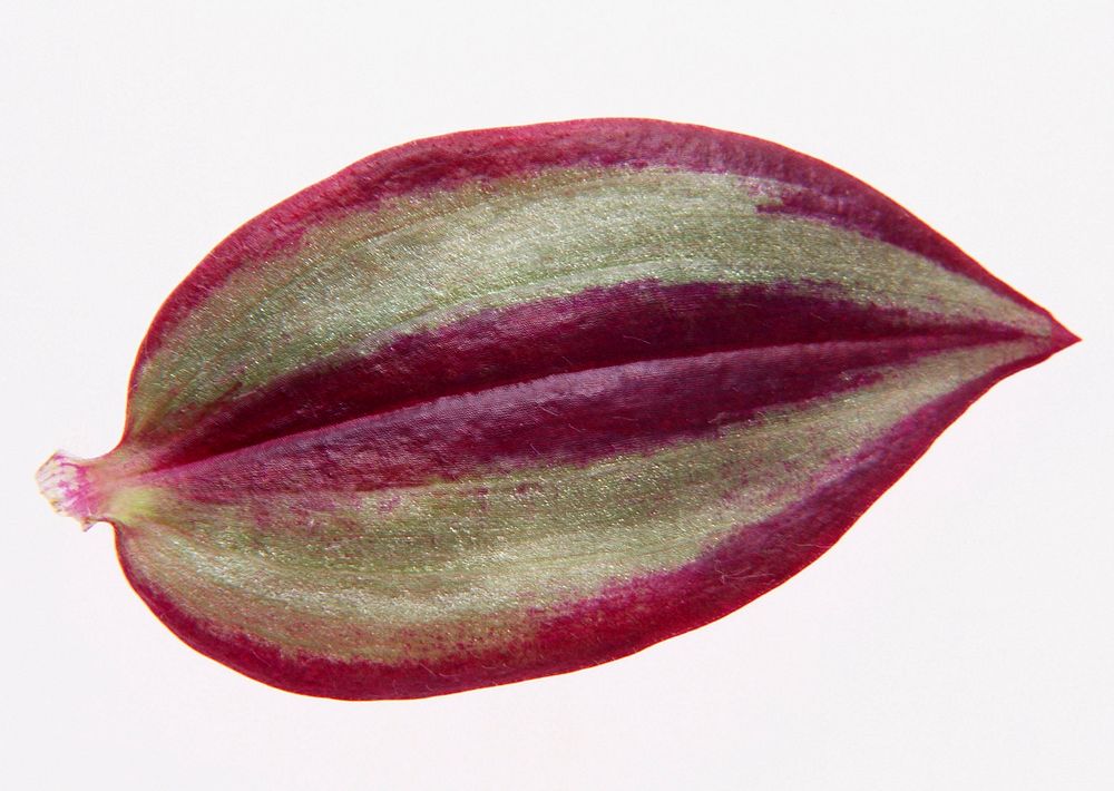 Red And Green Leaf Of Tradescantia