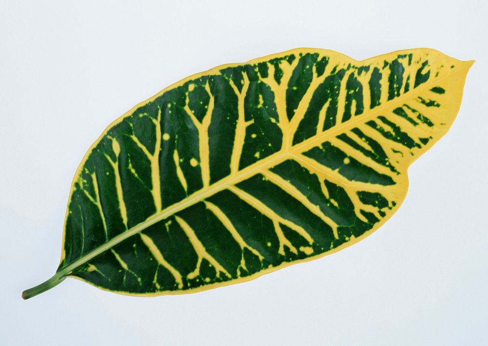 Croton Leave On White Background