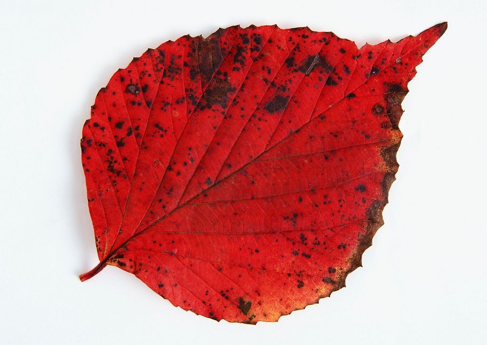 Autumn Leaf