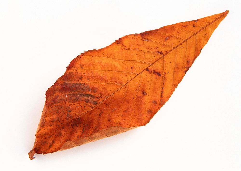 Orange Autumn Leaf