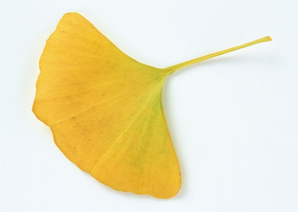 Ginkgo Dried Leaf