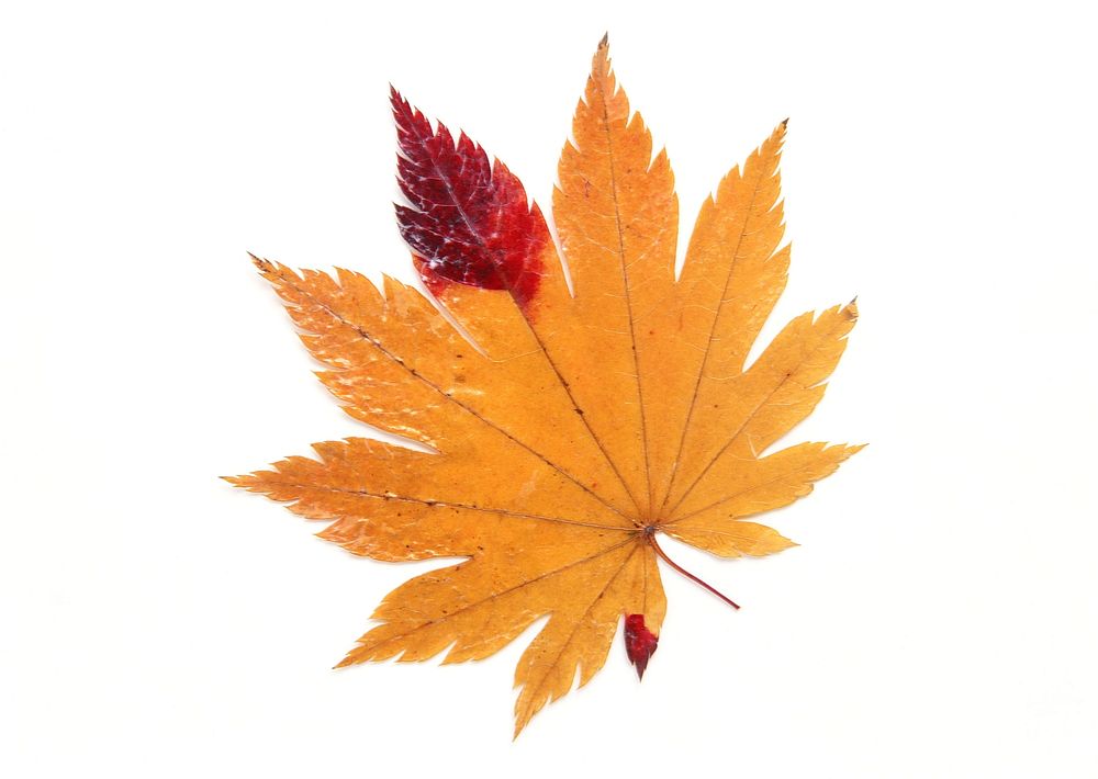 Autumn Maple Leaf