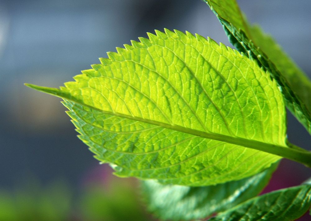 Fresh Mint Leaves