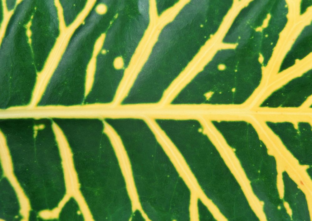 Leaf Texture | Free Photo - rawpixel