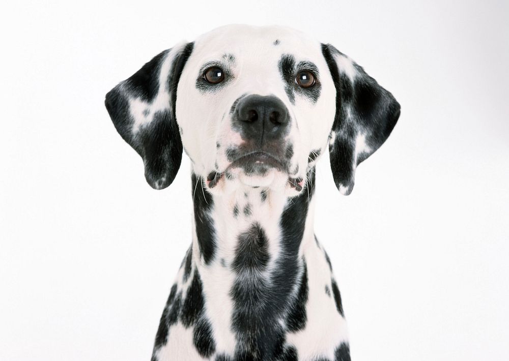 Free dalmatian dog image, public domain animal CC0 photo.