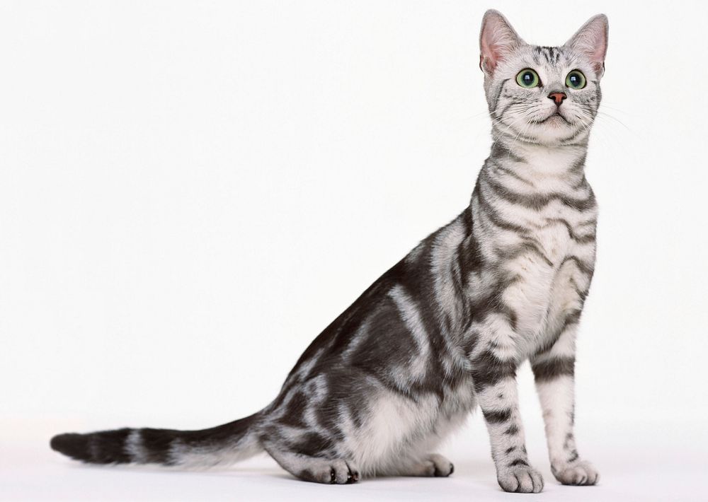 Free cute british shorthait cat image, public domain CC0 photo.