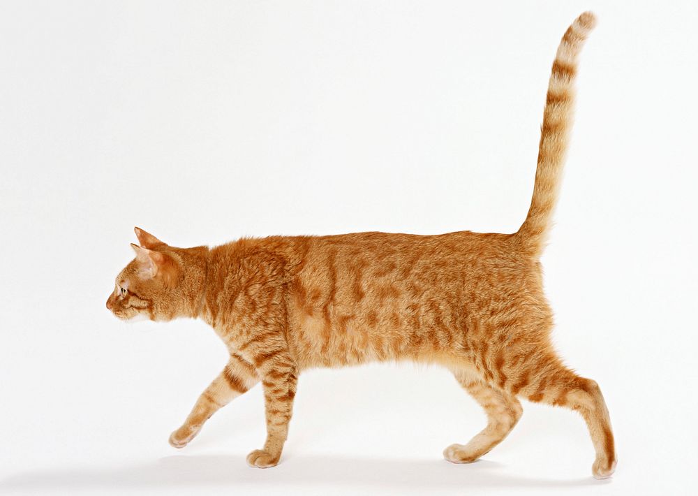 Free ginger shorthair cat image, public domain CC0 photo.