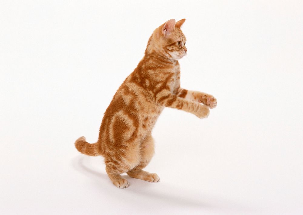 Free ginger shorthair cat image, public domain CC0 photo.