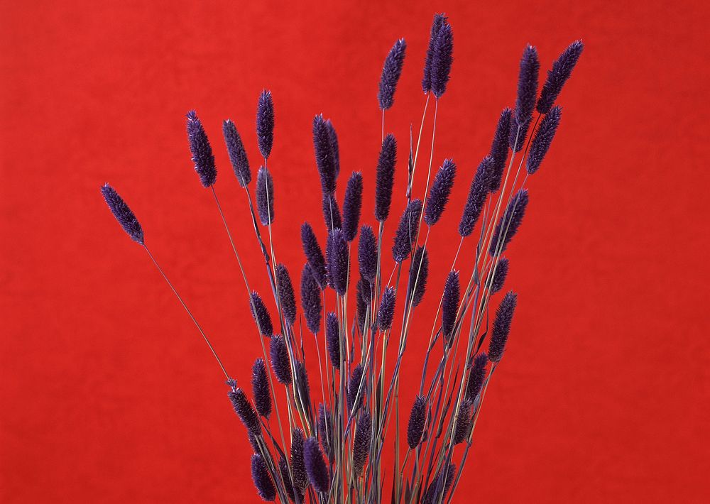 Free dried flower image, public domain decoration CC0 photo.