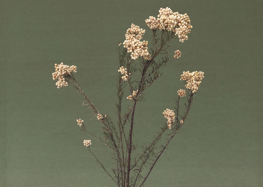 Free dried flower image, public domain decoration CC0 photo.